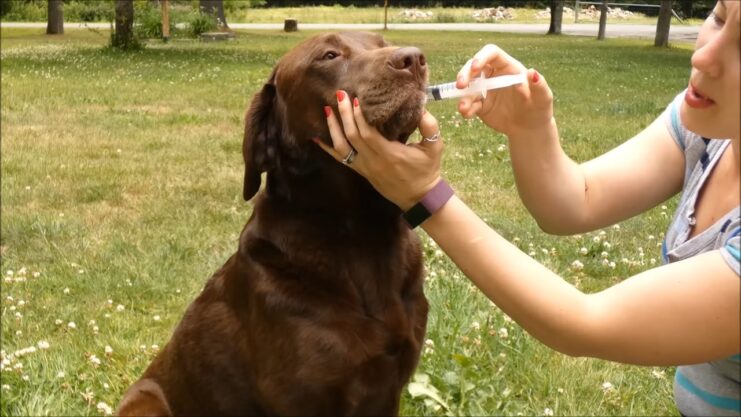 K9 MEDKIT - STANDARD  | First Aid Kit for Dogs image 6