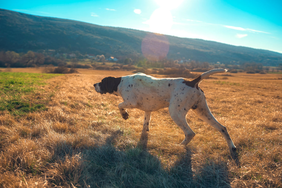 K9 MEDKIT - WORKING DOG EDITION | First Aid Kit for Dogs image 10