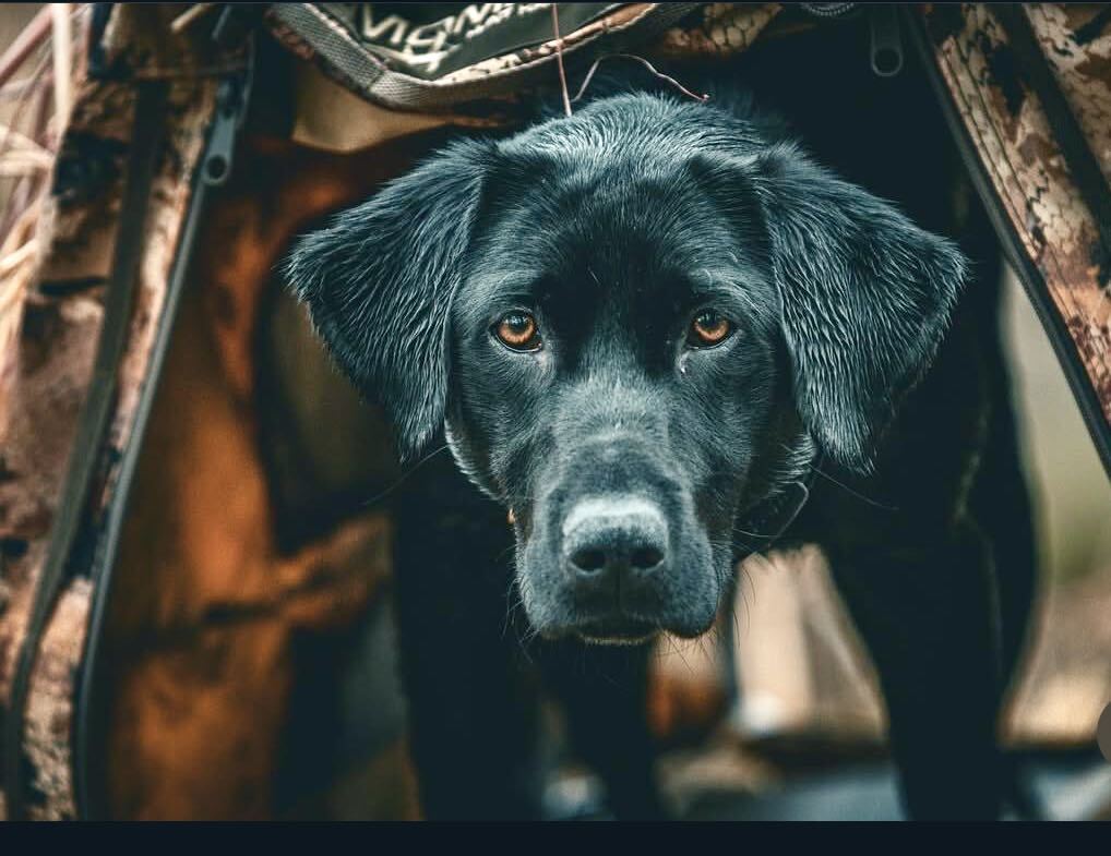 DOGWORX K9 first aid kits for working dog handlers and teams