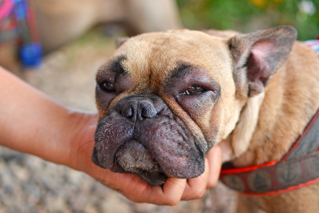 K9 MEDKIT - STANDARD  | First Aid Kit for Dogs image 5