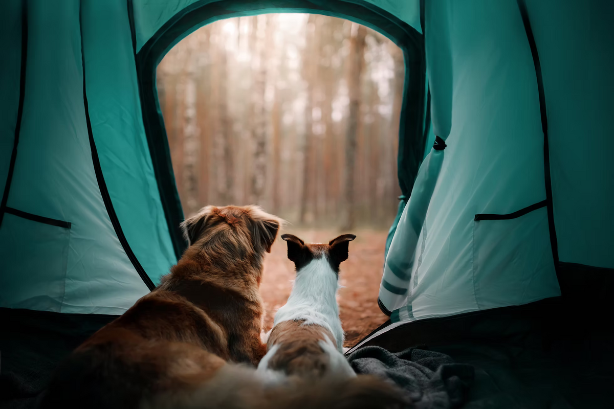 Traveling with pets