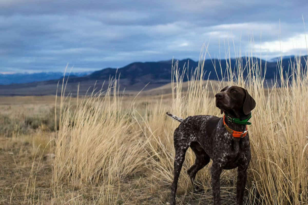 K9 FIELD PACK