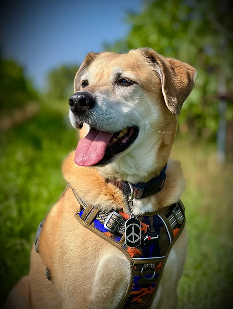 Sprocket and the DOGWORX K9 first aid mission